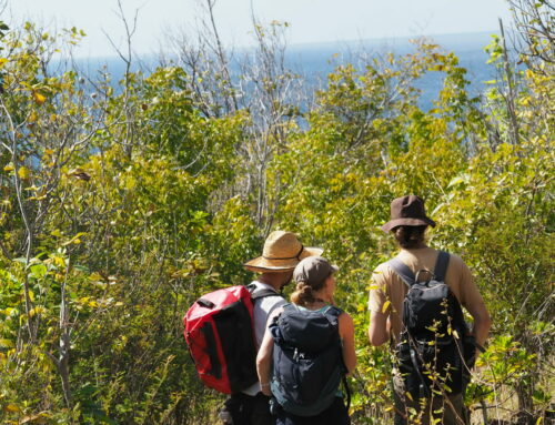 Élise & Vincent, deux phytosociologues passionnés, de passage en Martinique