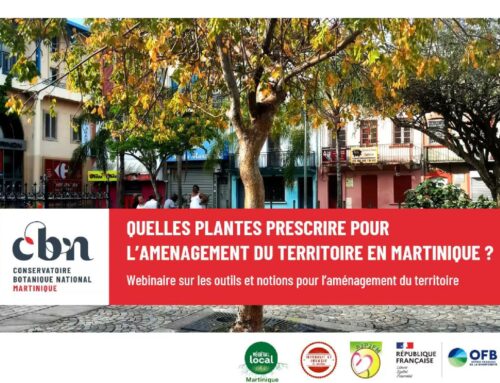 Retour sur le webinaire « Aménagement et végétalisation en Martinique : Quelles plantes prescrire pour l’aménagement du territoire en Martinique ? »