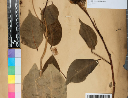 Un joyau historique à l’Herbier de Martinique-MTK- du CBNMQ