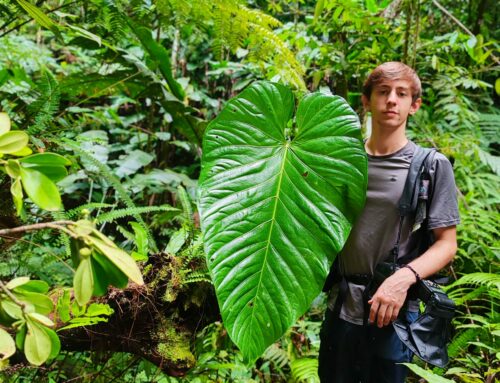 Étude du genre Anthurium en Martinique : un stage riche en découvertes