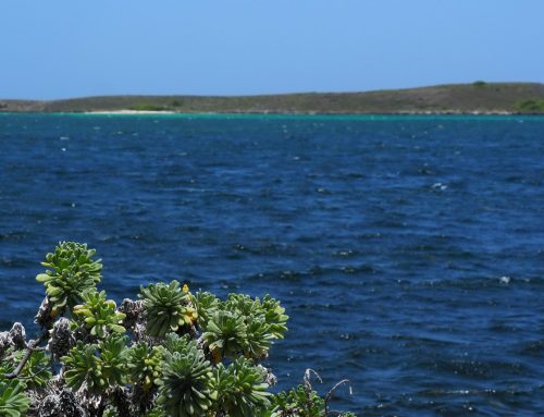 Conservation d&rsquo;espèces rares xérophiles et littorales de la flore de Martinique (COXELIMA)